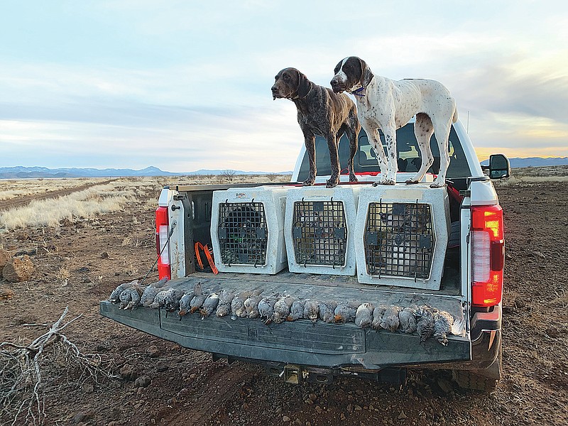 <p>Contributed</p><p>The Arizona border is home to three species of quail: Mearn’s, Gambel’s and Scaled.</p>