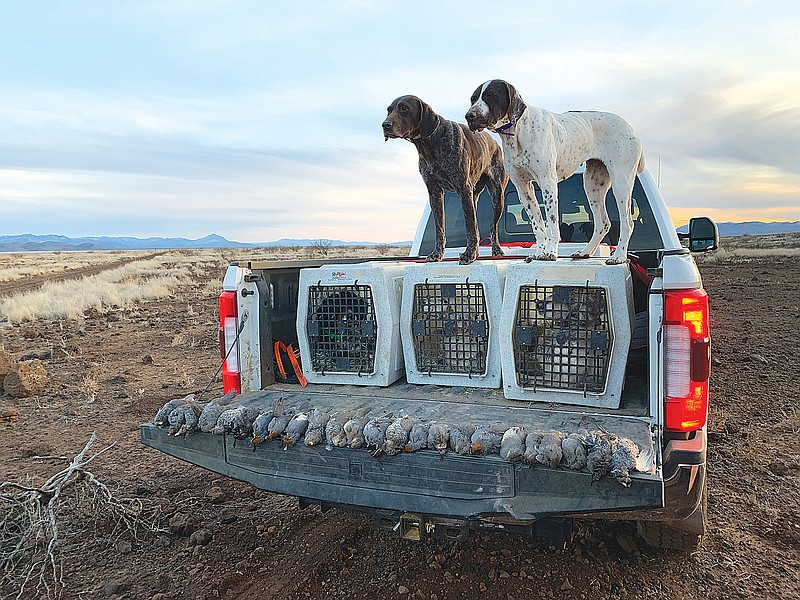 The Arizona border is home to three species of quail: Mearn's, Gambel's and Scaled.