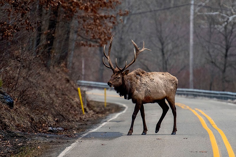 An elk bull crosses the road in Benezette Mar. 1, 2021. In 1913 the Pennsylvania Game Commission began importing elk from the mushrooming herds at Yellowstone National Park. Decades later the herd now numbers more than 1,400. (Tom Gralish/The Philadelphia Inquirer/TNS)