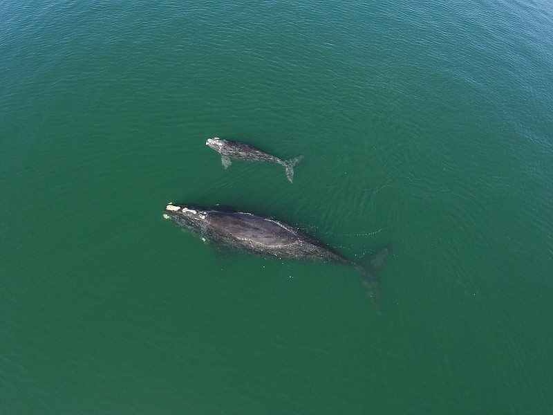 North Atlantic Right Whale #3720 and her calf. This still image is from a drone video taken by the Georgia Department of Natural Resources under NOAA Permit 20556. (Georgia Department of Natural Resources/TNS)
