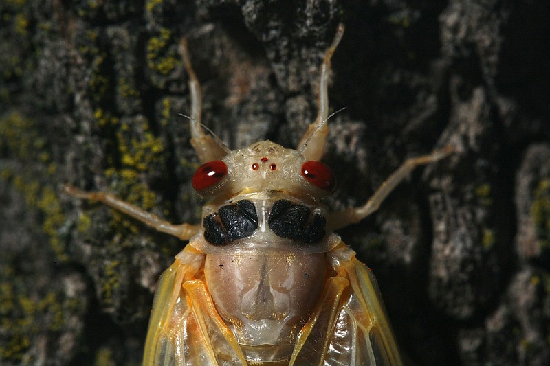 A 17-year cicada emerges in a yard in Homewood, Illinois, on May 22, 2007. They're due back in the Midwest in 2024.  (E. Jason Wambsgans/Chicago Tribune/TNS)