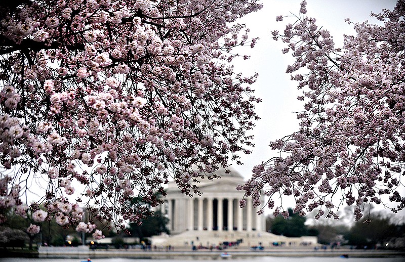 The Thomas Jefferson Memorial is seen behind blooming cherry blossom trees at the Tidal Basin April 10, 2015 in Washington, D.C. (Olivier Douliery/Abaca Press/TNS)