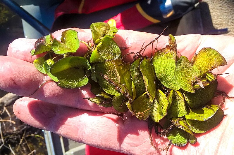 In this photo taken Nov. 20, 2015, and provided by Texas Parks and Wildlife Department, an example of giant salvinia — an invasive plant that can clog boat motors, block sunlight from lakes and affect aquatic life — is displayed at Lake Fork Reservoir in East Texas.