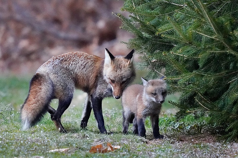 A mother fox and her kit stand on a lawn, Tuesday, April 6, 2021, in North Andover, Mass. (AP Photo/Elise Amendola)