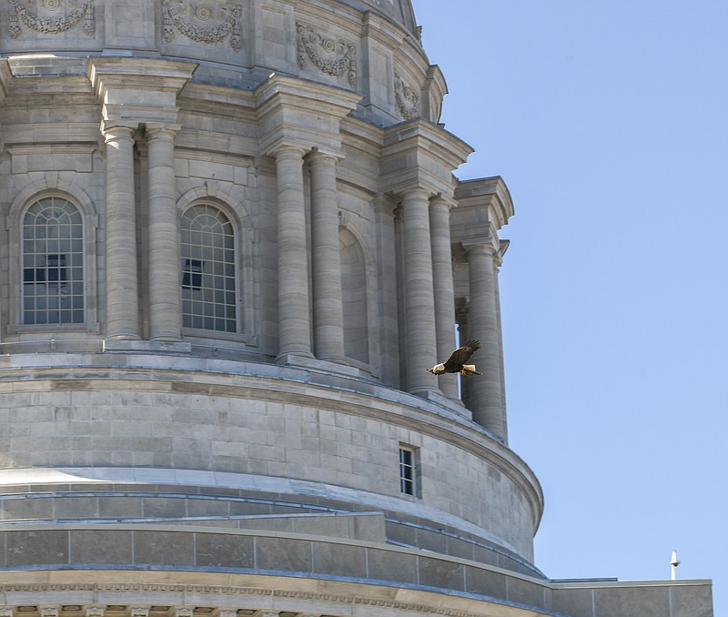 Julie Smith/News Tribune
A low-flying American Bald Eagle captured visitors' attention as it flew past the Capitol's north side Thursday morning.