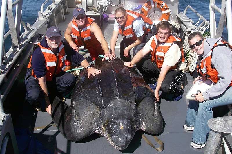 In this photo provided by Heather Harris, taken Sept. 25, 2007, in the waters off central California, scientists including Scott Benson, at far left, can be seen posing with a giant western Pacific leatherback sea turtle as they take measurements and attach a GOP satellite tracking device to its shell. All seven distinct populations of leatherbacks in the world are troubled, but a new study shows an 80% population drop in just 30 years for one extraordinary sub-group that migrates 7,000 miles across the Pacific Ocean to feed on jellyfish in cold waters off California. Scientists say international fishing and the harvest of eggs from nesting beaches in the western Pacific are to blame. (Heather Harris/NOAA-ESA Permit #15634 via AP)