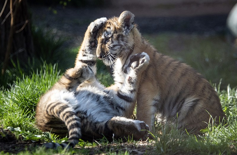 Endangered tiger cubs make first public appearances at zoo