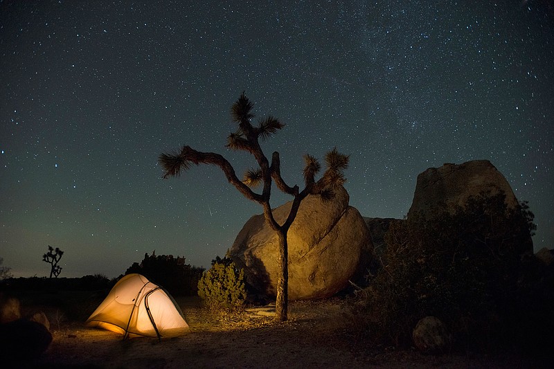 A starry sky frames Joshua Tree National Park. (National Park Service photo by Hannah Schwalbe)