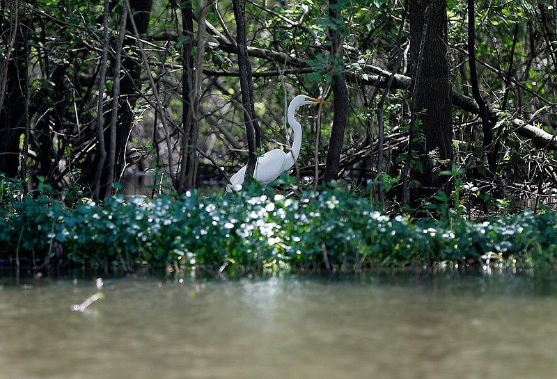 In this April 27, 2018 file photo, a great white heron appears through trees on Bayou Sorrel in the Atchafalaya River Basin in La. A federal judge says demonstrators and a journalist may continue their challenge of a Louisiana law making it a felony to trespass in the area of a pipeline through the Louisiana swamp. Activists said they had landowners' permission to protest on the land in the environmentally sensitive Atchafalaya Basin and have described the state law as part of a larger effort against environmental activism.   (AP Photo/Gerald Herbert, File)