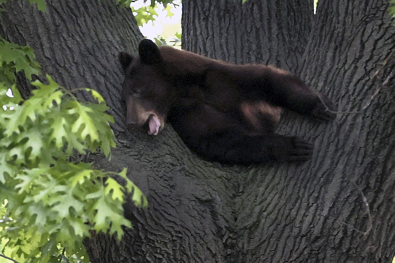 A groggy bear immobilized with a tranquilizer lies a tree in the front yard of a home in Richmond Heights, Mo., Sunday, May 9, 2021. Area fire departments and police assisted the Missouri Department of Conservation, who tranquilized the bear, to help get the bear out of the tree. (David Carson/St. Louis Post-Dispatch via AP)