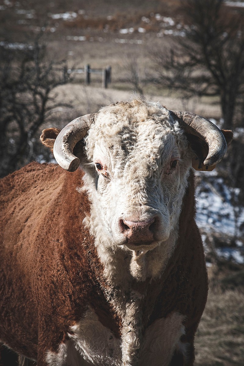 The annual Testicle Festival gets under way Saturday at the Backyard Social Club in Foreman, Arkansas. (Photo by Jon Sailer on Unsplash)

