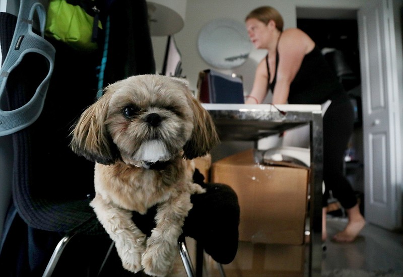 Lindsay Beattie works on her computer as her new dog, Moose, hangs by her side at home in Fort Lauderdale. There's been a rush on new pets during the pandemic with pet owners having more time to take care of an animal, but now that many have to return to the office, there's lots of anxiety about leaving the pets home alone.  (Susan Stocker/South Florida Sun-Sentinel/TNS)