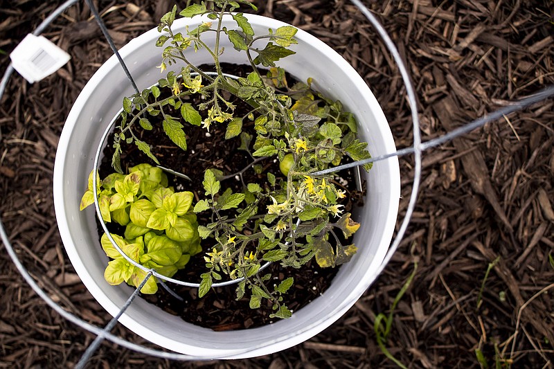 Charlotte Renner/For the News TribuneThe Ramsey Garden, located at Quinn African Methodist Episcopal Church, is named after the first families to join the church in the 1850s. The goal for the new community garden is to fight food insecurity and food deserts in Jefferson City.