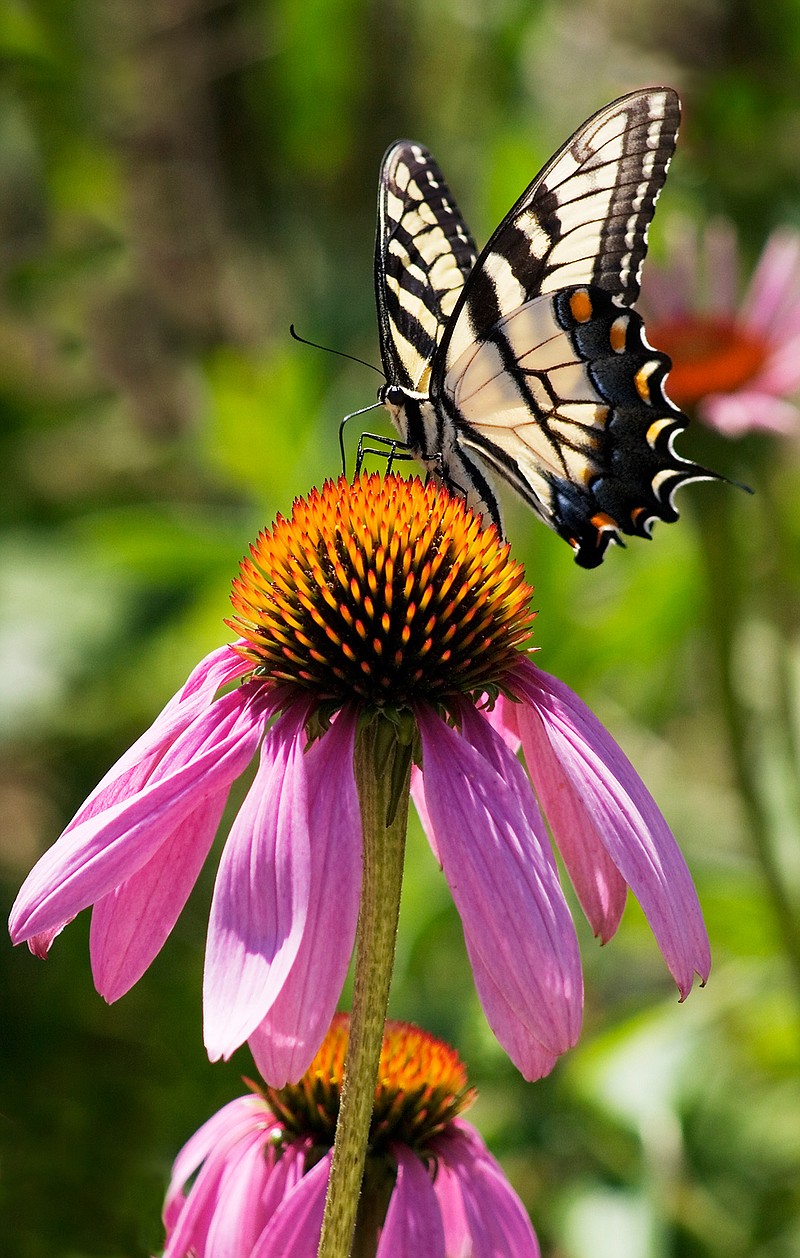 Nine species of coneflower are native to North America. (Metrocreativecontent.com)
