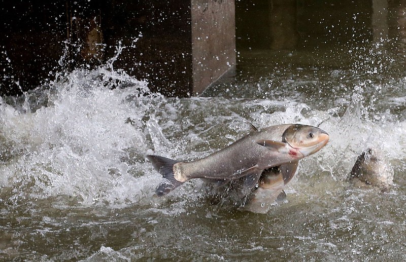 Researchers test facial recognition technology on Asian carp in battle to  stop invasive species