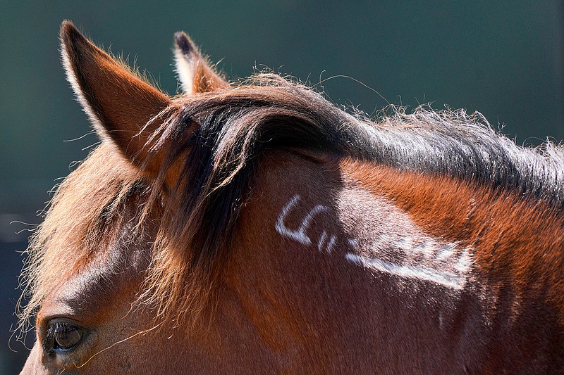 Okie, a 22-year-old male mustang, is pictured with the identifying freeze brand he received during roundup before he was brought to the Wild Horse Rescue Center, Monday, May 24, 2021 in Webster. (Martha Asencio-Rhine/Tampa Bay Times/TNS)
