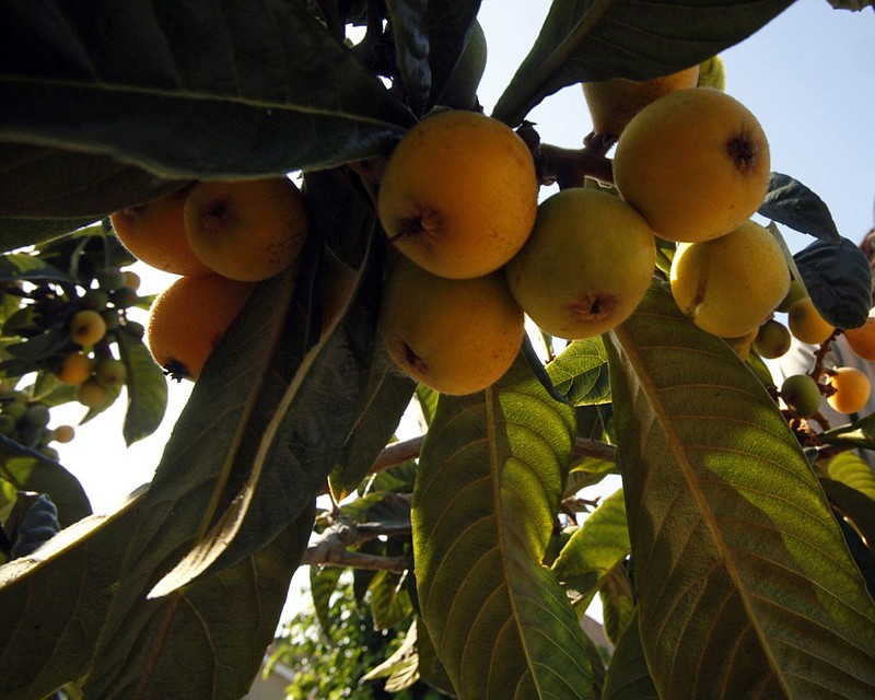 2014 image of a loquat tree in Los Angeles. (Mark Boster/Los Angeles Times/TNS)