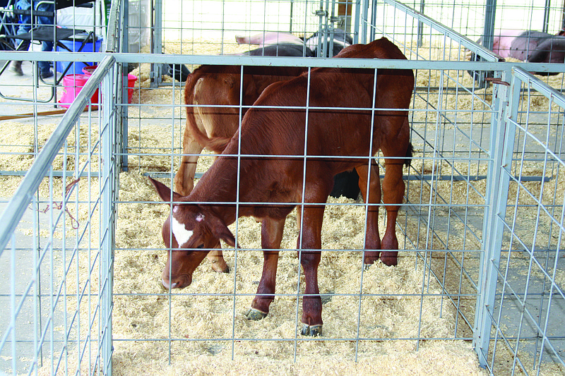 Bucket calves were set to be shown Friday at the Callaway Youth Expo. This class is open for any exhibitor 12 years old or younger, but event helper Stephanie Murphy said children as young as one can also show bucket calves.