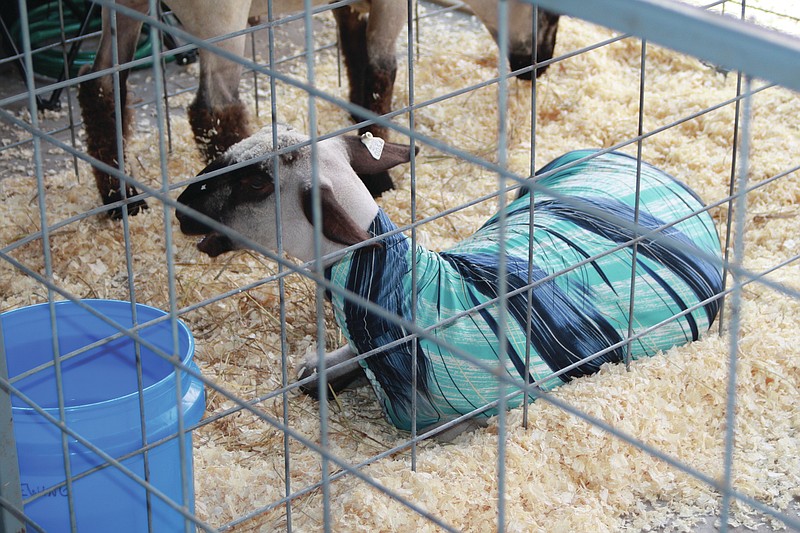 <p>Jeremy Jacob/FULTON SUN</p><p>A goat lays in its pen Saturday at the Callaway Youth Expo. It is dressed to impress the crowd for the children’s small animal show.</p>