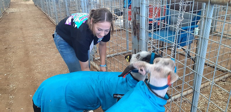 Haley Hancock tends to her sheep Friday during Leggett's You Gotta Believe Camp at Four States Fairgrounds in Texarkana, Ark. The two-day camp, described as "faith-based," taught students and animals the ropes of performing in a livestock show, as well as the fundamentals of animal care. The Leggett camps deal with a wide range of livestock animals, with this week's camp specializing in sheep and goats.