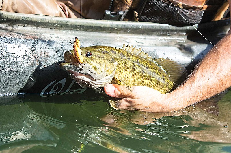Smallmouth bass from the St. Joseph River offer a summer fishing adventure.