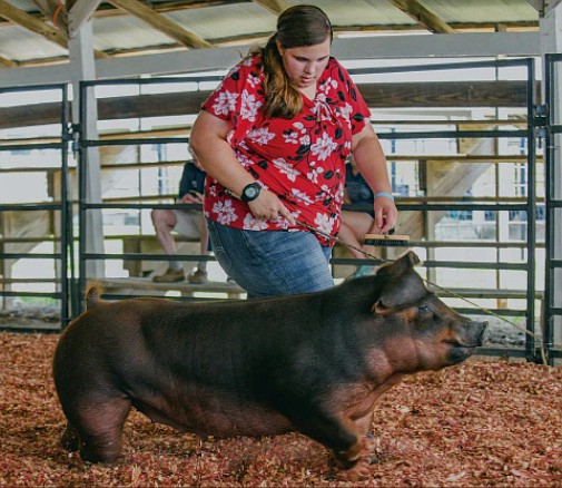 Abigail Miller shows a January gilt in the show ring Monday, July 26, 2021 at the Jefferson City Jaycees Cole County Fair. She won a ribbon in the Duroc class and the senior showmanship competition.