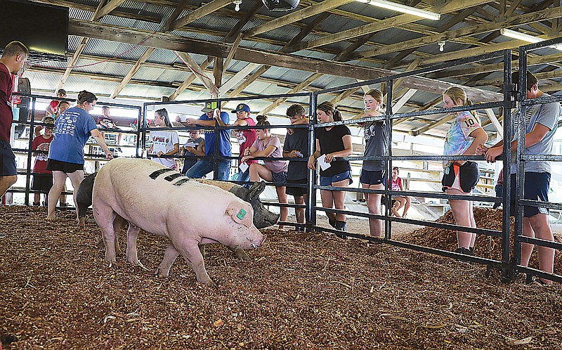 A group of 4-H and FFA members surround a pen of hogs Wednesday, July 28, 2021, during the Livestock Judging Clinic at the Jefferson City Jaycees Cole County Fair. The students wrote down the place they would give each market hog after learning what they should look for in judging the animals. 