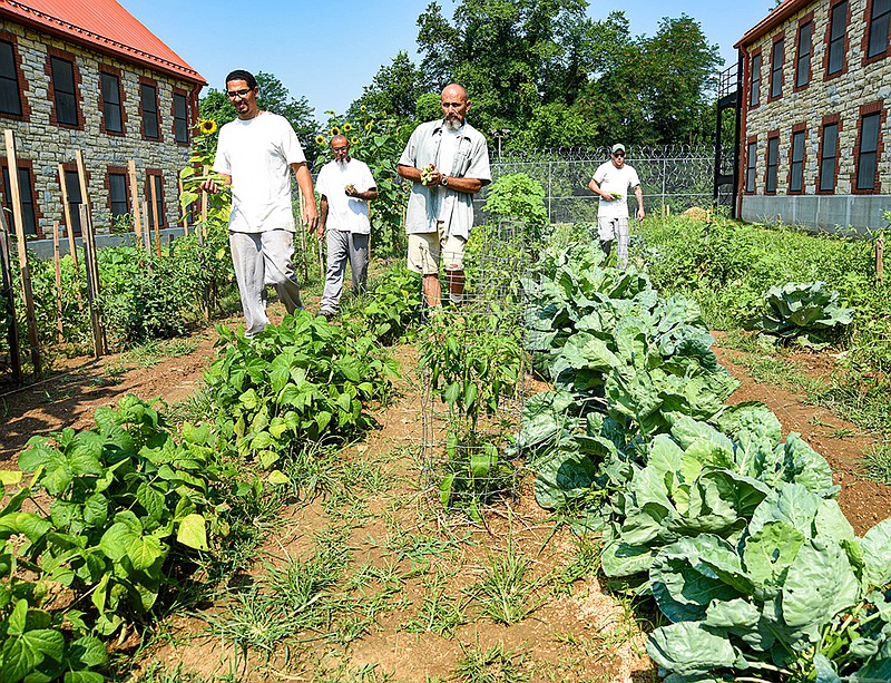 <p>Julie Smith/For the Fulton Sun</p><p>From left, William Tolson, Jr., J.J. Morin, Larry Frazee and Rusty Rudd carry handfuls of freshly picked items from the garden located on the grounds of Algoa Correctional Center. All are offenders housed at Algoa Correctional Center, who each spend about a dozen hours a week to working in the large garden. Produce raised is donated to local food pantries for use or distribution.</p>