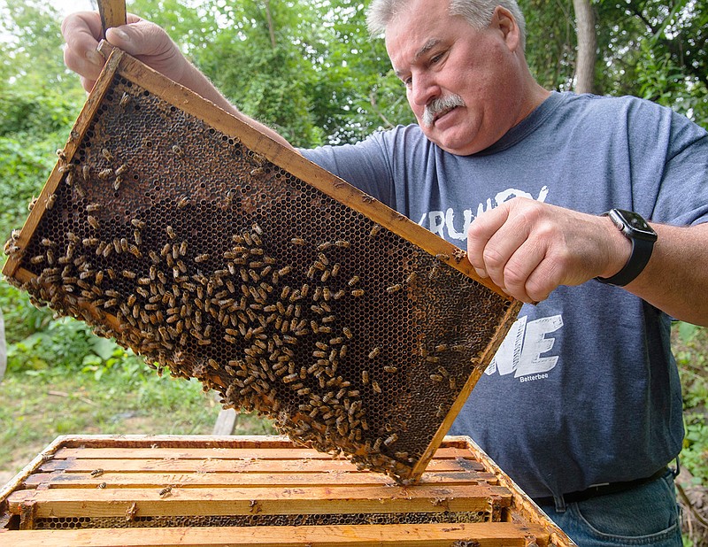 Paul Snellen, master beekeeper of the Pennsylvania Beekeepers Association, pulls one of the boards covered with bees Wednesday, Aug. 4, 2021, in Allentown, Pa. Beekeepers in the U.S. lost an estimated 45.5% of their managed honeybee colonies last year, according to a survey conducted by the nonprofit Bee Informed Partnership. Pennsylvania's beekeepers reported a 54% annual loss, and Snellen estimates Lehigh Valley losses at around 30%-40% or more. (Rick Kintzel/The Morning Call via AP)