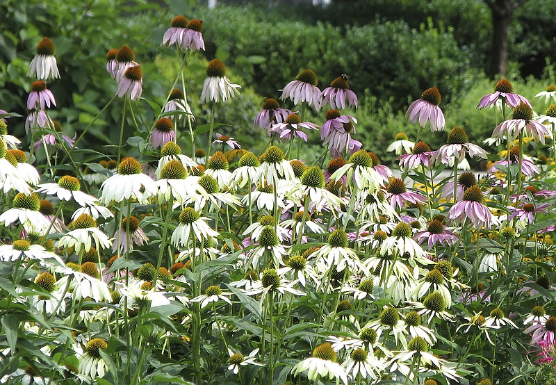 This undated photo shows echinacea plants in New Paltz, N.Y. Echinacea is one of many flowers that grows well even in dry summers. (Lee Reich via AP)