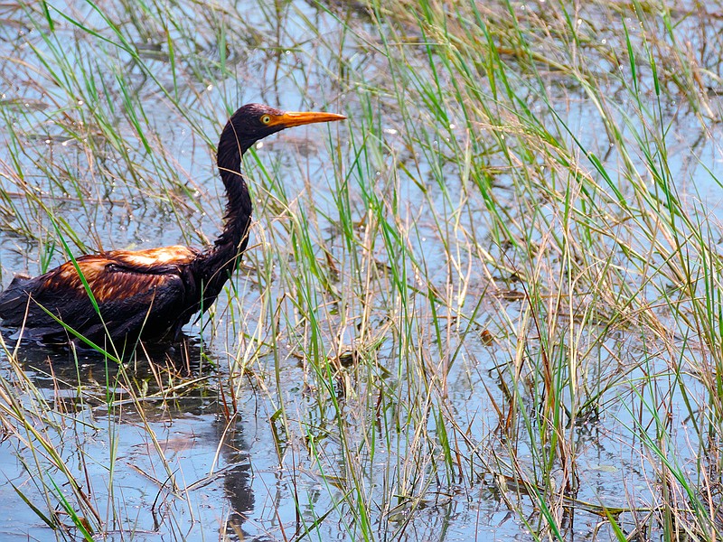 This undated photo provided by the Louisiana Department of Wildlife and Fisheries shows an oiled tricolored heron observed at the Alliance Refinery oil spill in Belle Chasse, La. Louisiana wildlife officials say they have documented more than 100 oil-soaked birds near after crude oil spilled from a refinery flooded during Hurricane Ida. The Louisiana Department of Wildlife and Fisheries said Thursday, Sept. 9, 2021 that a growing number of oiled birds had been observed within heavy pockets of oil throughout the Phillips 66 Alliance Refinery in Belle Chasse, as well as nearby flooded fields and retention ponds along the Mississippi River. (Louisiana Department of Wildlife and Fisheries via AP)