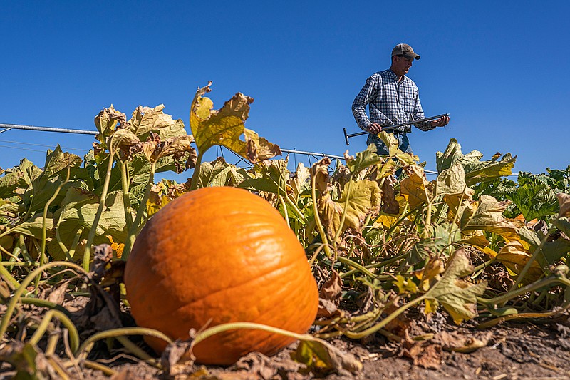 Matt Lisignoli takes a moisture sample from the soil of his pumpkin field in the North Unit Irrigation District on Wednesday, Sept. 1, 2021, near Culver, Ore. He purchased emergency water from a vineyard for $2,700, but water in that district ran out last month. He hasn't watered 16 acres of pumpkins in weeks and hopes they will survive for Halloween sales. (AP Photo/Nathan Howard)