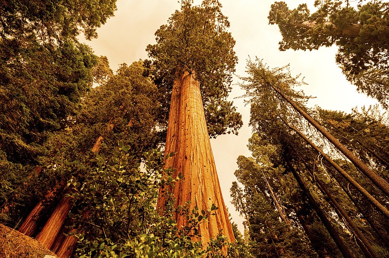 Sequoia trees stand in Lost Grove along Generals Highway as the KNP Complex Fire burns about 15 miles away on Friday, Sept. 17, 2021, in Sequoia National Park, Calif. (AP Photo/Noah Berger)