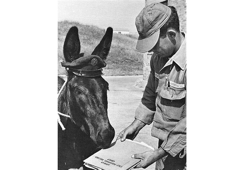 For more than a decade, Banjo A. Burro, a unique Missouri mule, served as the mascot for a squadron of the Missouri Air National Guard. He was dressed for special events and even participated in the inauguration ceremonies for governors. (Courtesy/Museum of Missouri Military History)