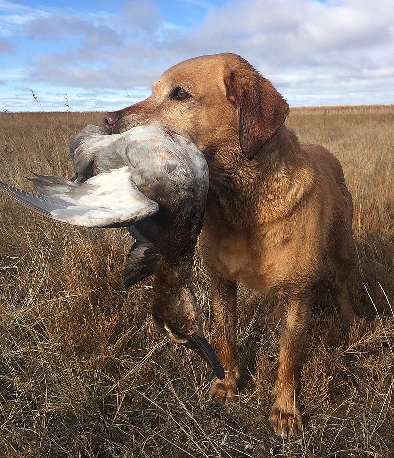 Even retrieving dogs are happy when ducks are falling to hunter's guns. (Dennis Anderson/Minneapolis Star Tribune/TNS)