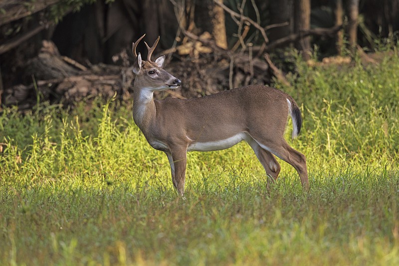 This photo by Marcus Constance and provided by the U.S. Forest Service, shows a white-tailed buck in the Kisatchie National Forest in central Louisiana during December 2020. (Marcus Constance/U.S. Forest Service via AP)
