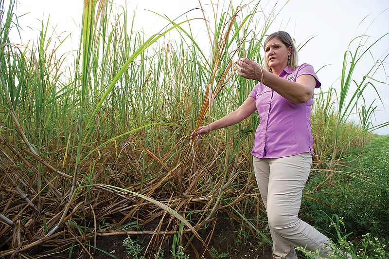 AgCenter: Ida Agriculture Damage At Least $584M In Louisiana ...