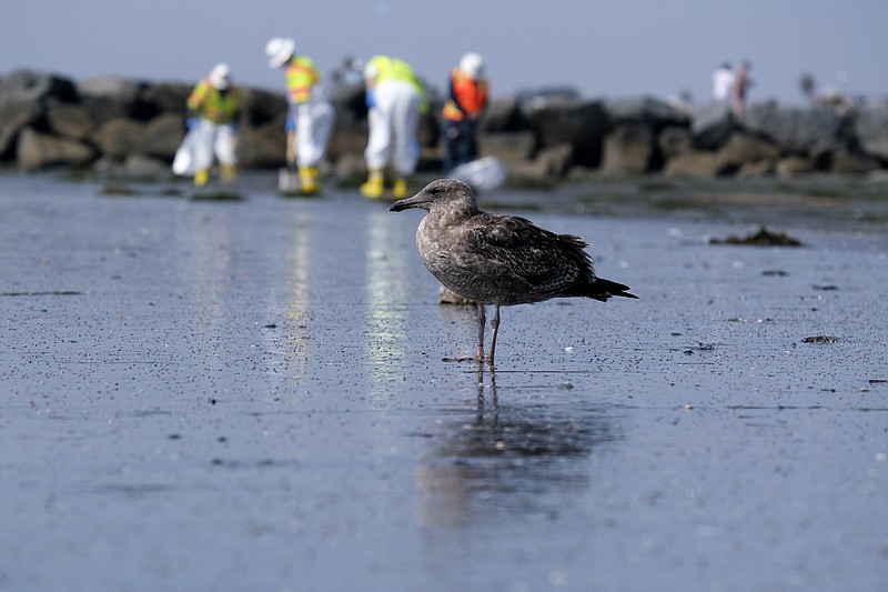 FILE - A seagull rests as workers in protective suits clean the contaminated beach after an oil spill, Wednesday, Oct. 6, 2021 in Newport Beach, Calif. After a crude oil sheen was detected on the waters off the California coast, environmentalists feared the worst. Now, almost a week later, some say weather conditions and quick-moving actions have spared sensitive wetlands and scenic beaches in Orange County's Huntington Beach a potentially calamitous fate, though the long term toll of the spill remains unknown. (AP Photo/Ringo H.W. Chiu, File)
