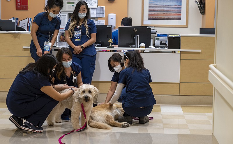 Chief nurse executive Joyce Leido (not pictured) brings her two dogs into Kaiser Permanente Los Angeles Medical Center to visit her staff on Sept. 23, 2021 in Los Angeles. The staff surrounds her dogs "Lani," left, and "Feta," right. (Francine Orr/Los Angeles Times/TNS)