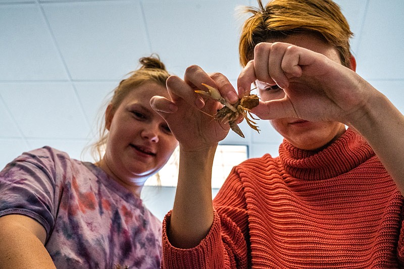 Petra Andrei, right, pulls apart a crayfish as Emma Haenchen watches on Wednesday, Oct. 13, 2021 in Jefferson City, Mo. The two are taking classes in agriculture and aquaculture at Lincoln University. (Ethan Weston/News Tribune photo)