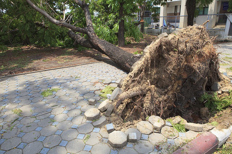 Storms and high winds can cause tree damage that needs to be addressed immediately, but don't skip checking licensing and qualifications. (Dreamstime/TNS)