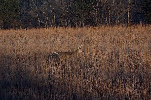 Don't overlook public land for a chance at a late-season buck. 