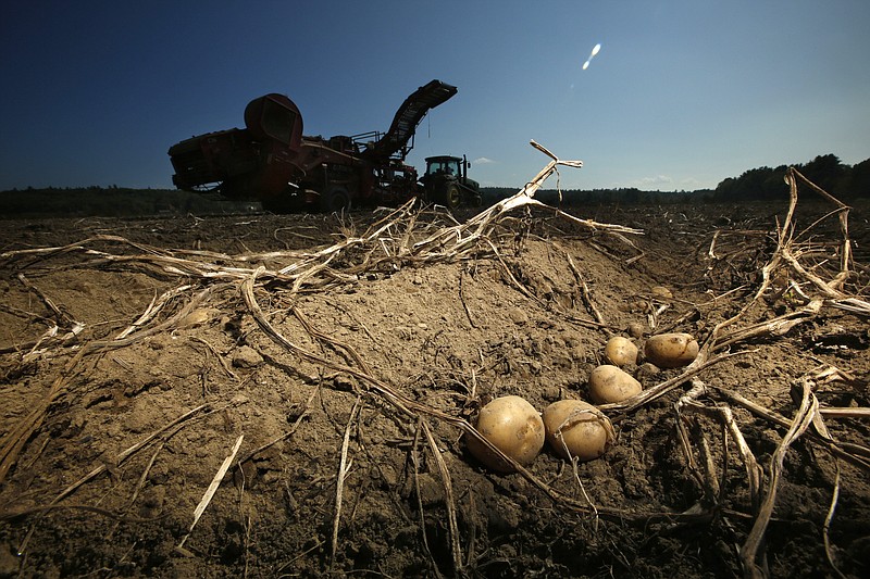 <p>AP File</p><p>Potatoes await harvesting in September 2017 at Green Thumb Farms in Fryeburg, Maine. University of Maine researchers are trying to produce potatoes that can better withstand warming temperatures as the climate changes.</p>