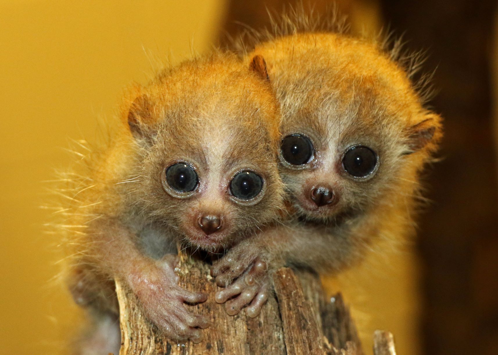 Twin Pygmy Slow Lorises An Endangered Species Born At Little Rock Zoo