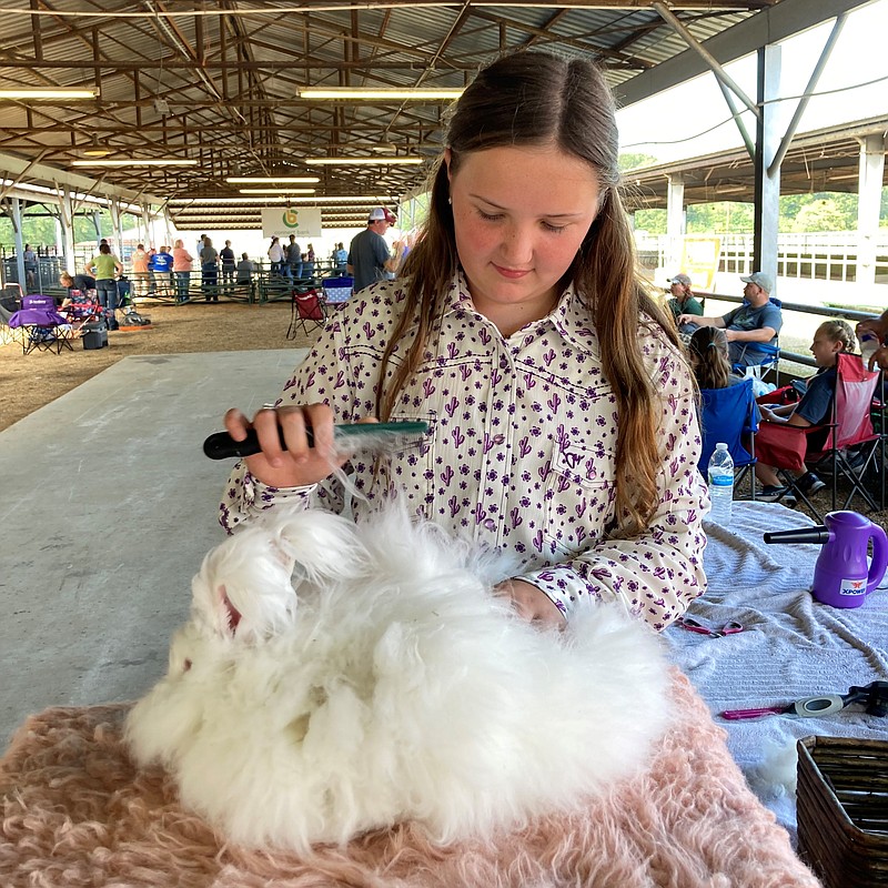 Ellie McGinley, 10, of East End, gives Willow, an English Angora rabbit, her final sprucing up before judging starts on Tuesday at the Southeast Arkansas Fair and Livestock Show. (Pine Bluff Commercial/Byron Tate)