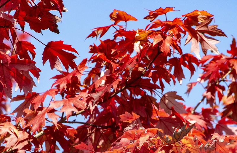 Fall colors are running a bit behind this year in Arkansas, thanks to the heat and drought conditions. But tourism officials say be patient and they will come. (Arkansas-Democrat Gazette/Cary Jenkins)