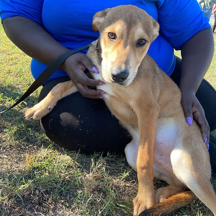 Dickory Dock is looking for love and is available for adoption at the Pine Bluff Animal Shelter. Event organizer Portia Jones is holding him. (Special to The Commercial/Deborah Horn)
