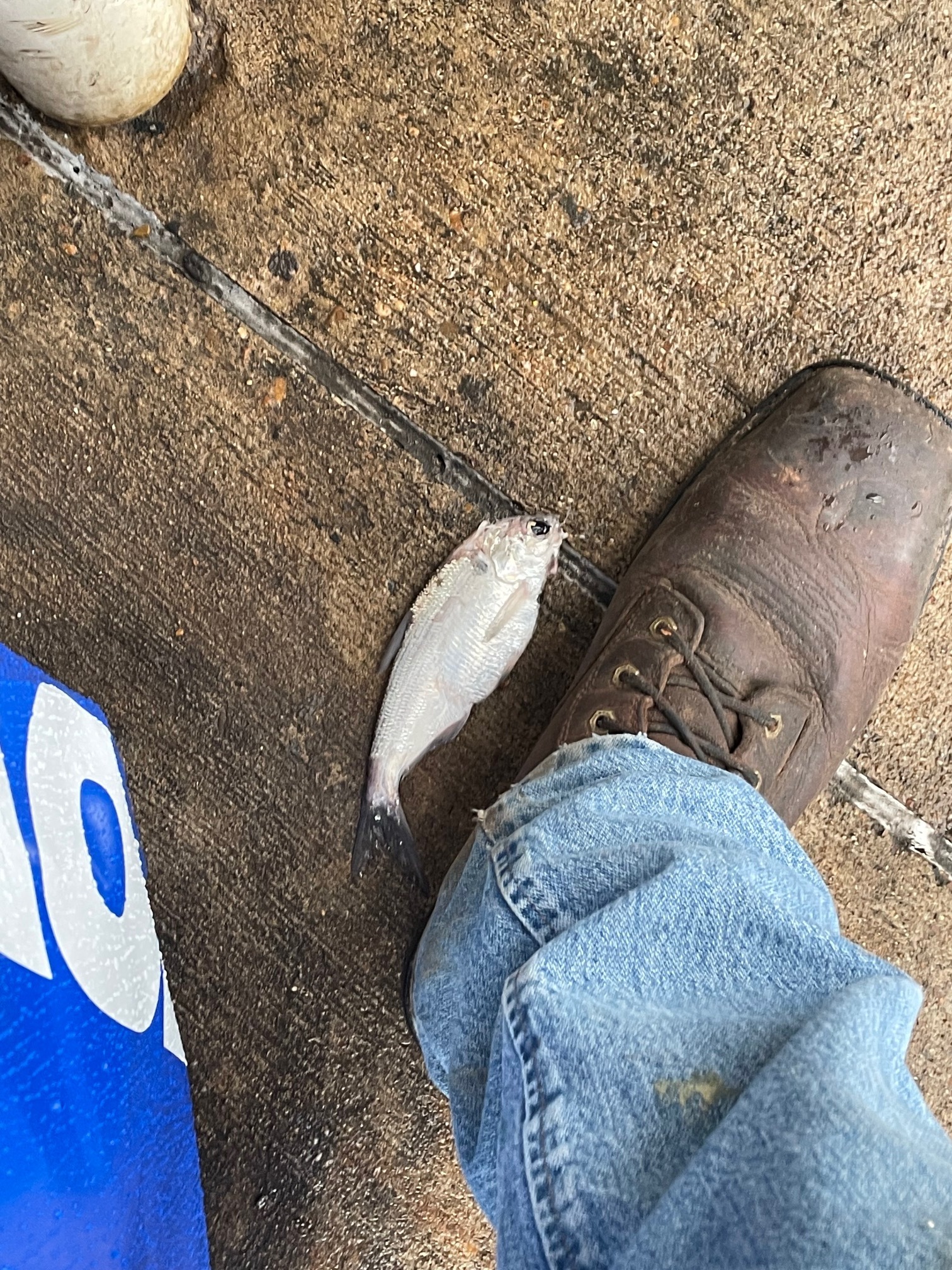 Texarkana falling fish story even more fantastic - Vimarsana News