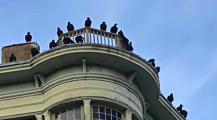 Eureka Springs weighs options to rid downtown of black vultures - Vimarsana News