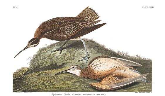 Eskimo curlews hesitated to leave wounded mates, a fatal habit that John James Audubon depicted in his painting "Esquimaux Curlew" in The Birds of America, Vols. I-IV, 1827-1838. 
(Photo courtesy of the John James Audubon Center at Mill Grove, Montgomery County Audubon Collection, and Zebra Publishing)